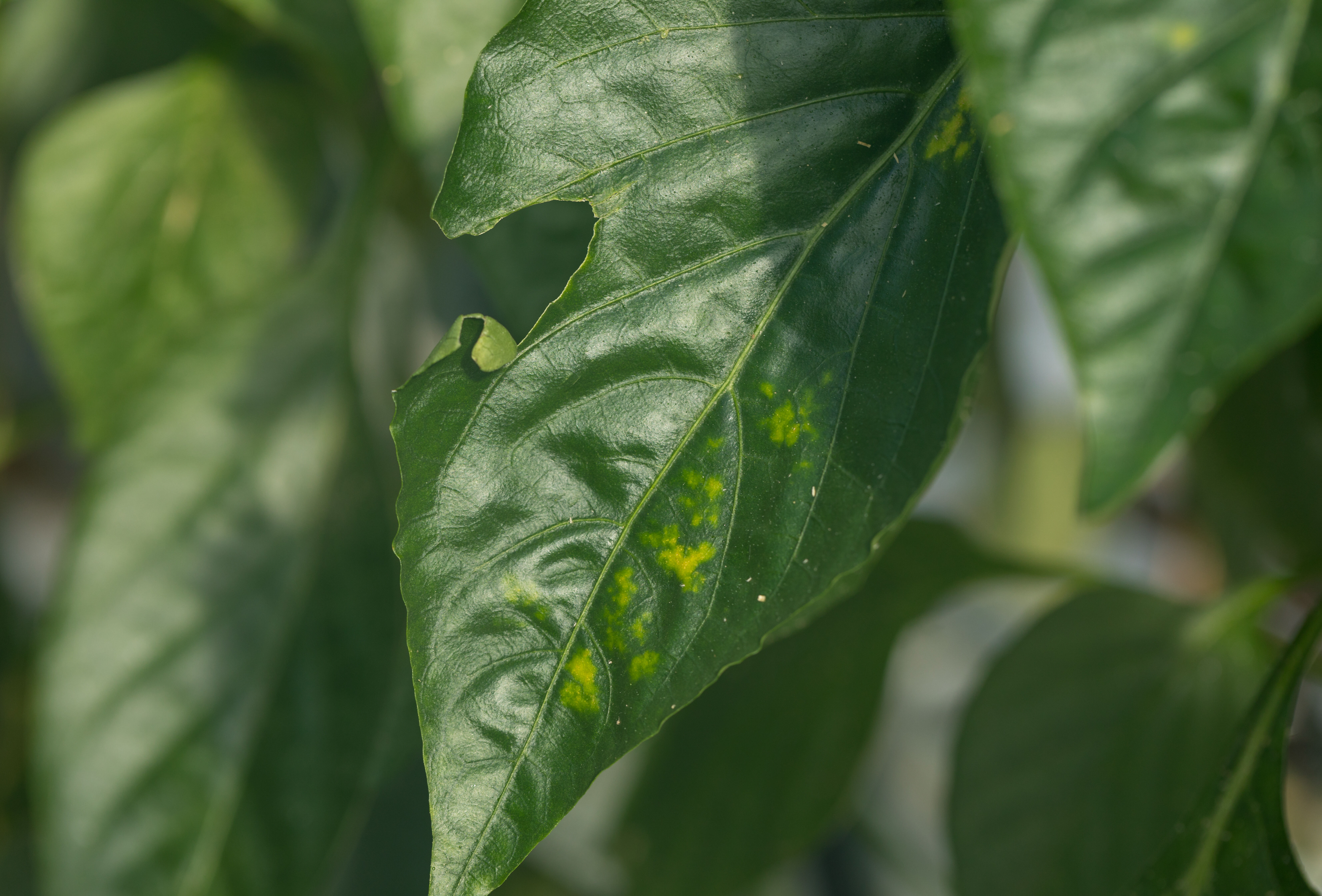 Hoe staat het met bladluisbestrijding in paprika? En hoe nu verder?
