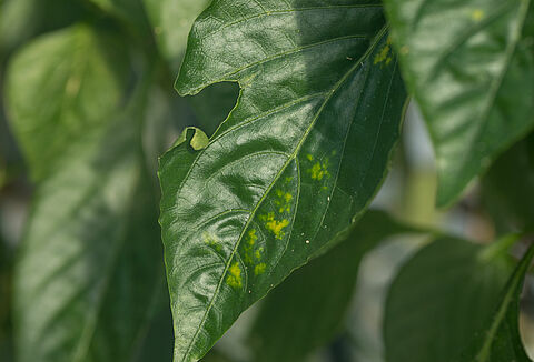 Hoe staat het met bladluisbestrijding in paprika? En hoe nu verder?