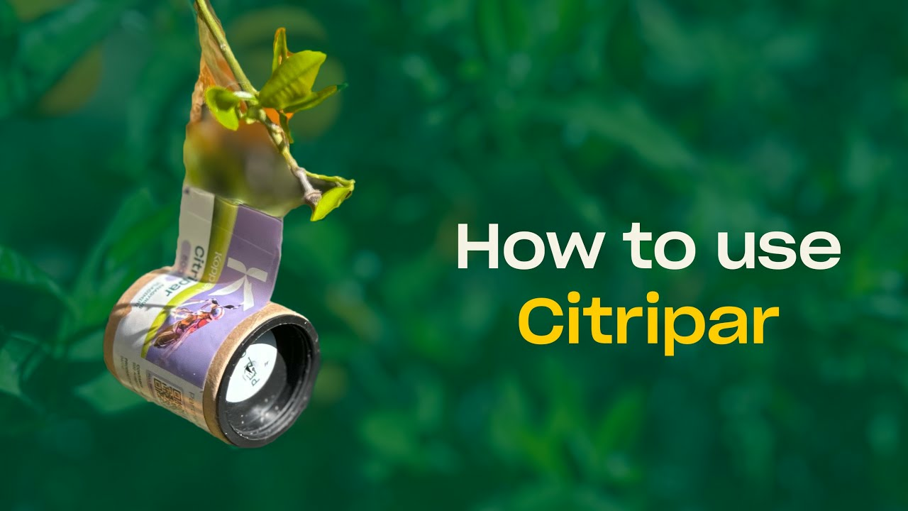 How to use Citripar from Koppert How to use Citripar from Koppert