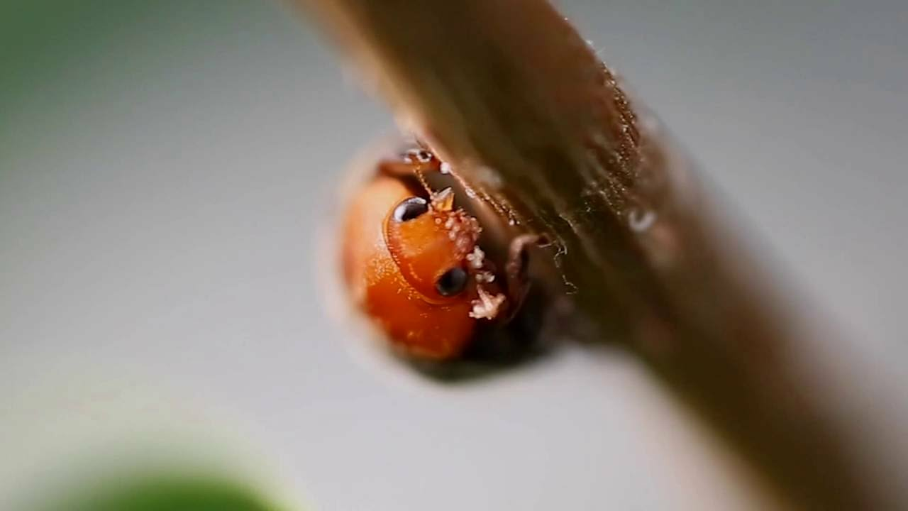 How to use Cryptobug How to use Cryptobug