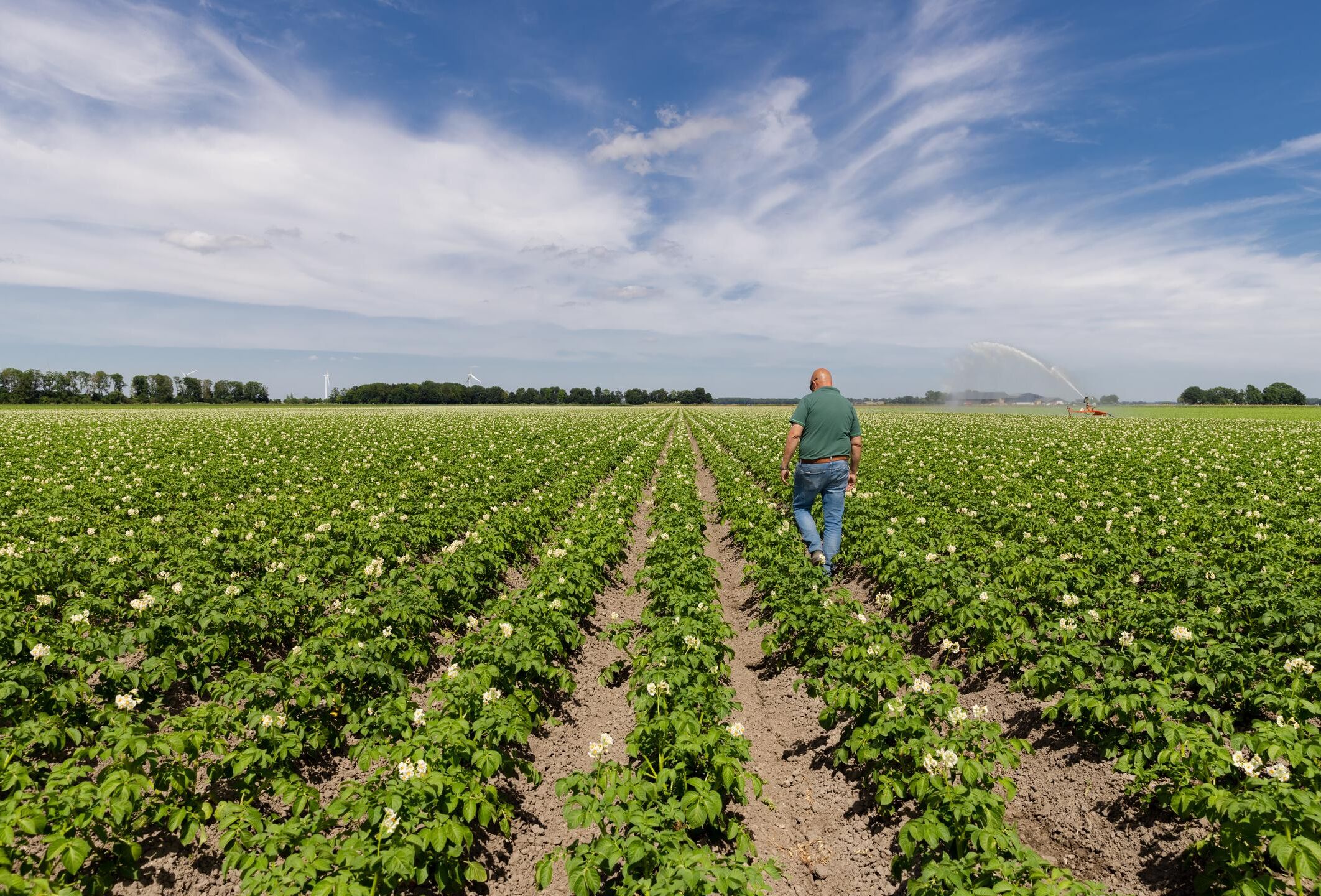 Effective wireworm control in potato with beneficial nematodes