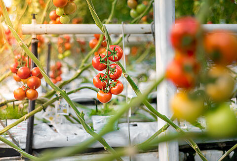 Tomato