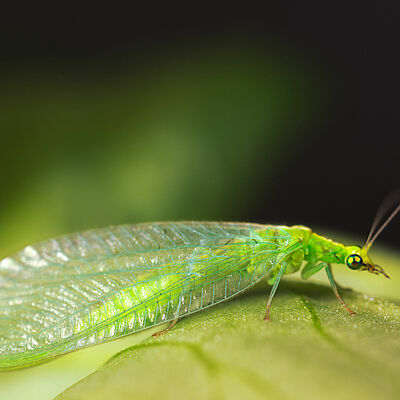 Chrysoperla carnea adult stage