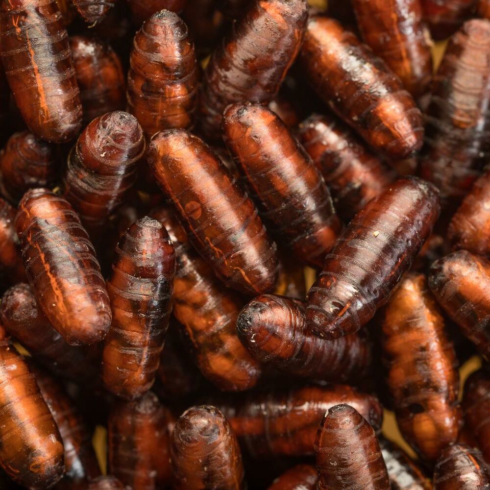 Pupae Muscidifurax raptorellus Pupae Muscidifurax raptorellus