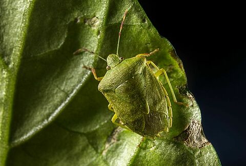 Biologische oplossing tegen stinkwants in ontwikkeling