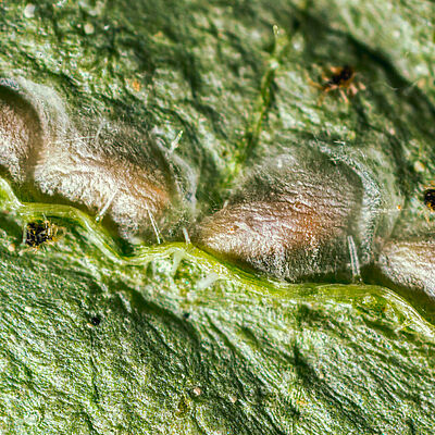 Feltiella acarisuga pupa stage