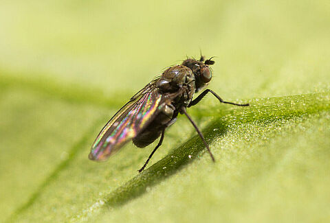 Shore fly