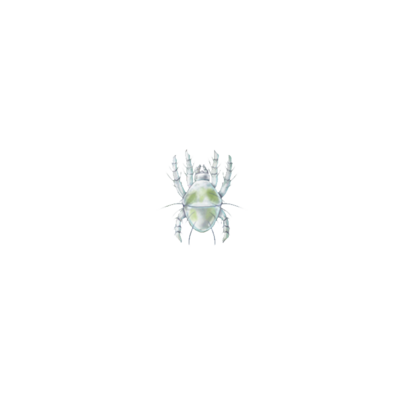 Tetranychus urticae larva