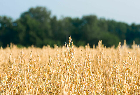 Oat