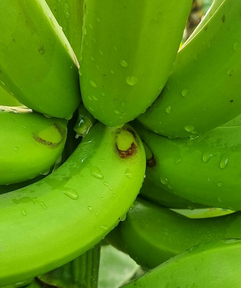Banana thrips Chaetanaphothrips signipennis Damage on banana plant