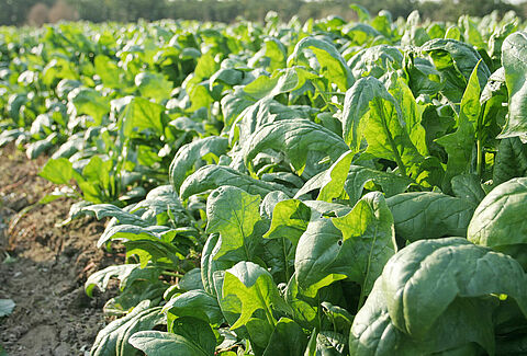 Spinach
