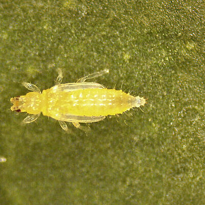 Thrips Parvispinus Pupae