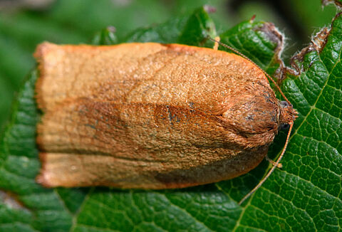 Carnation tortrix