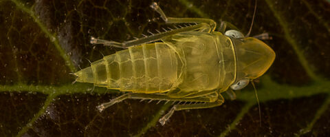 Scaphoideus titanus