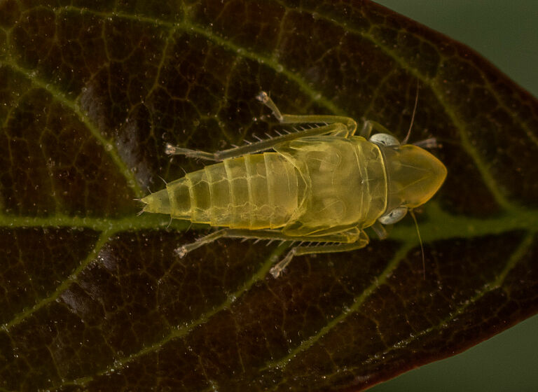 The macro shot of the Scaphoideus titanus,  is an insect of the leafhopper family (Cicadellidae).