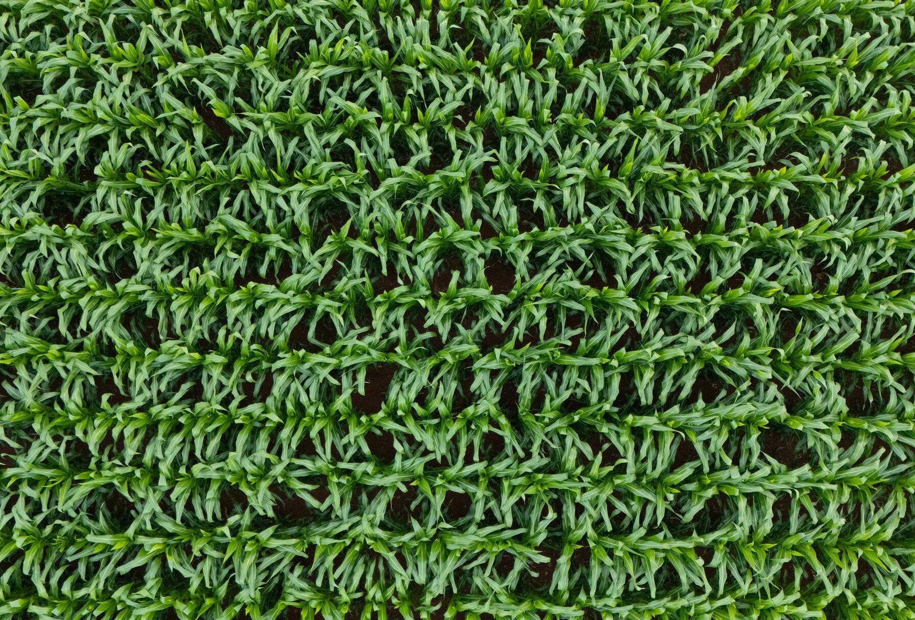 Soil-borne diseases in row crops: A growing threat to crop health and yield