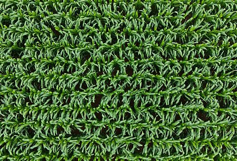 Soil-borne diseases in row crops: A growing threat to crop health and yield