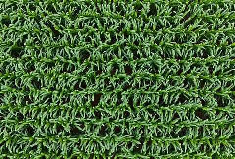 Soil-borne diseases in row crops: A growing threat to crop health and yield