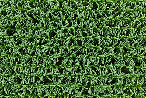 Soil-borne diseases in row crops: A growing threat to crop health and yield