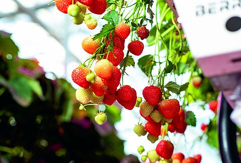 ''The spider mites were eradicated in a very short space of time''