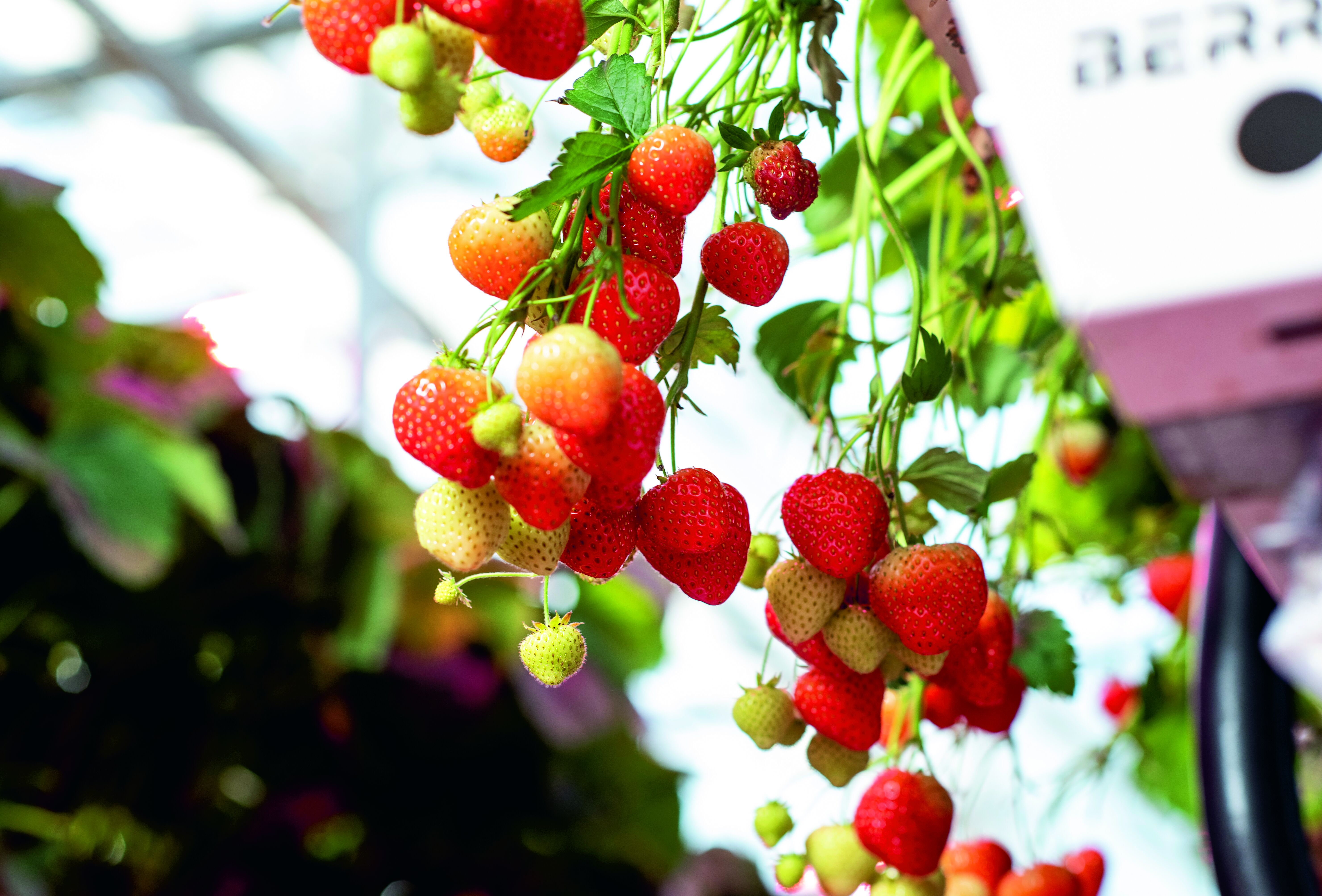 ''The spider mites were eradicated in a very short space of time''