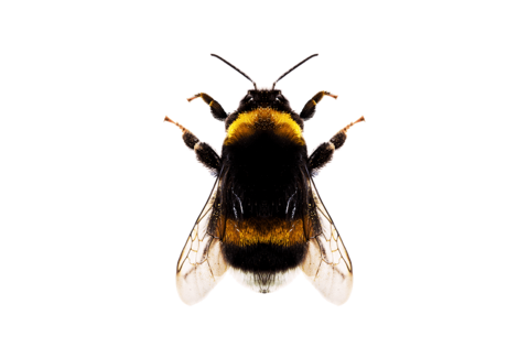 Pollination