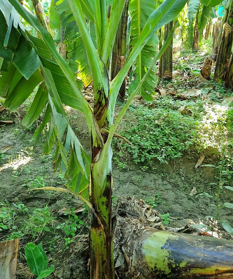 Banana thrips Chaetanaphothrips signipennis Damage on banana plant