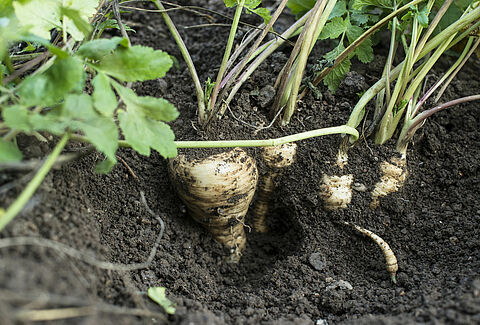Parsnip