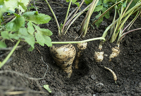 Parsnip