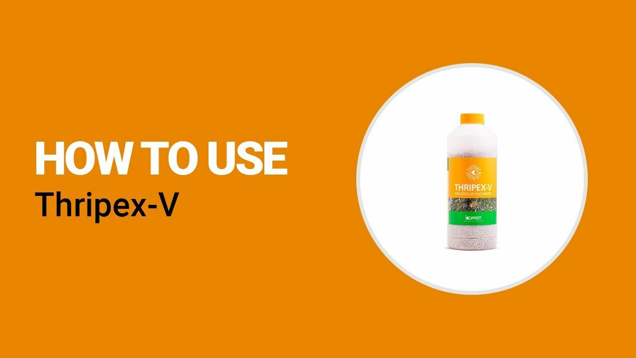 How to use Thripex-V from Koppert