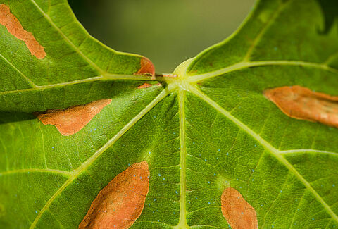 Pierce's disease of grapevine