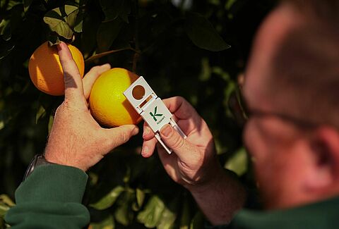 Biological control in citrus