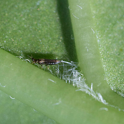 Japanese flower thrips Thrips setosus