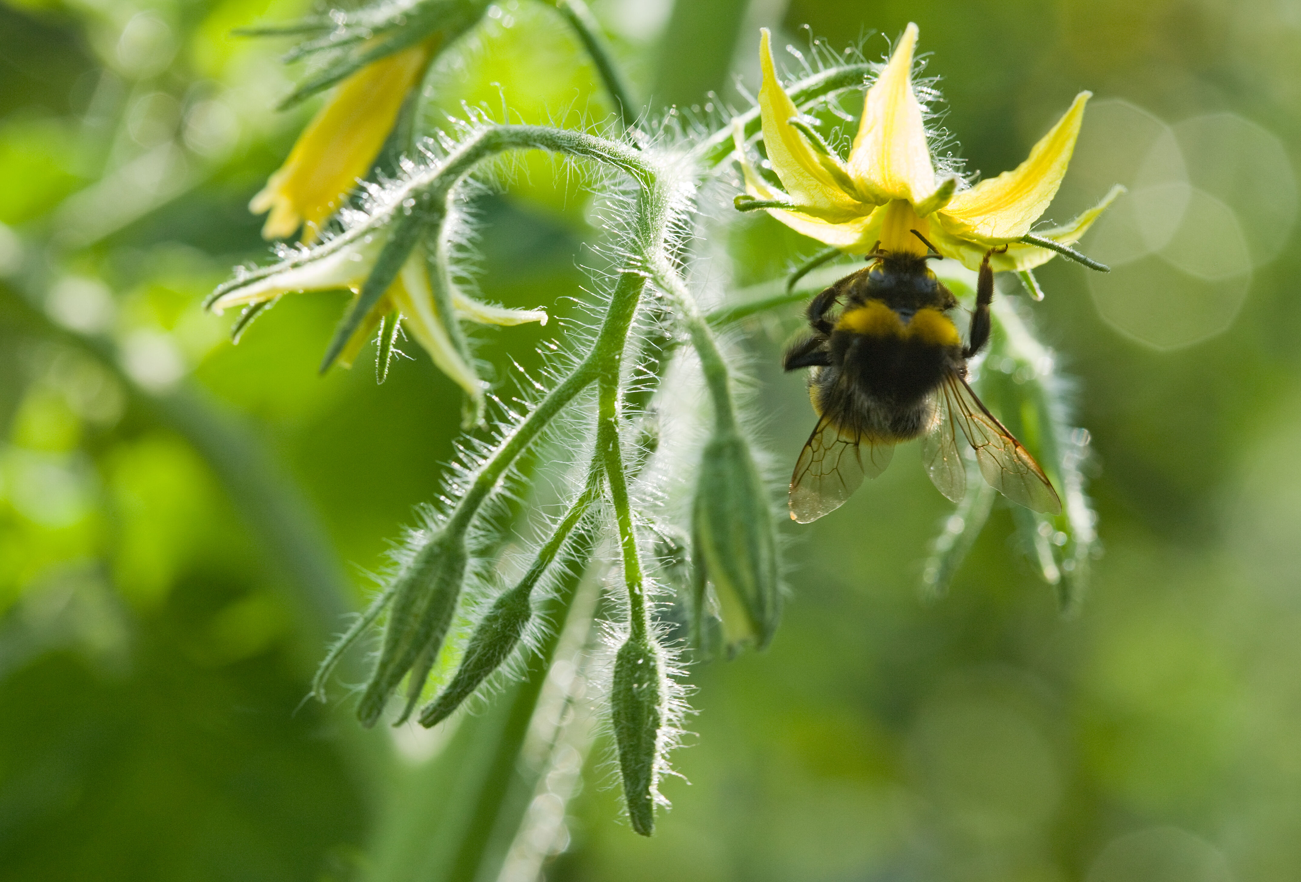 Plant Pollinator interactions in high temperatures