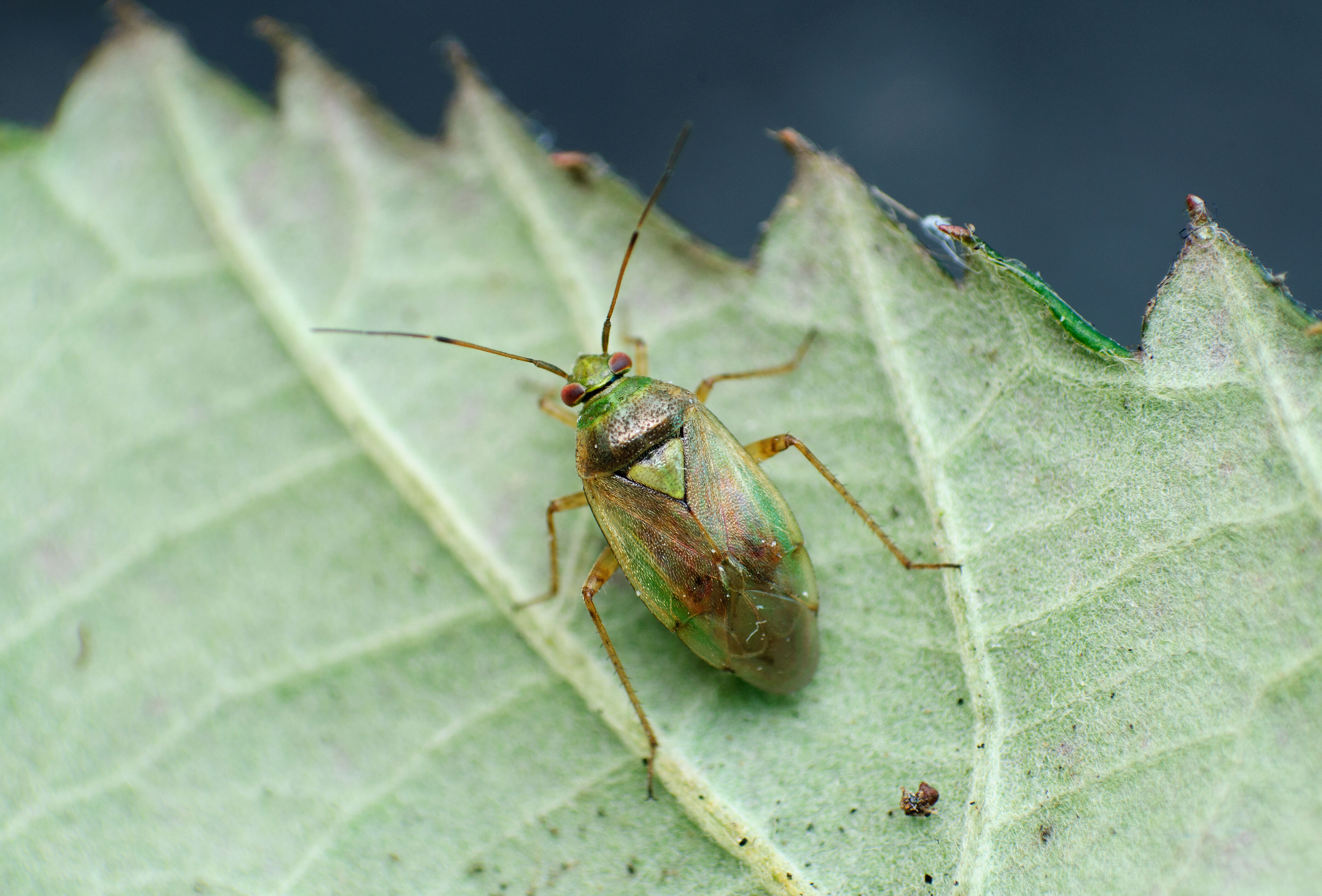 Behaarde wantsen gezocht