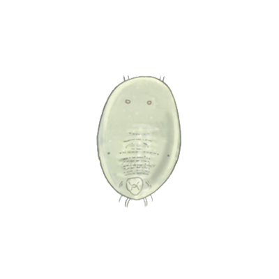 Greenhouse whitefly Trialeurodes vaporariorum third instar larva