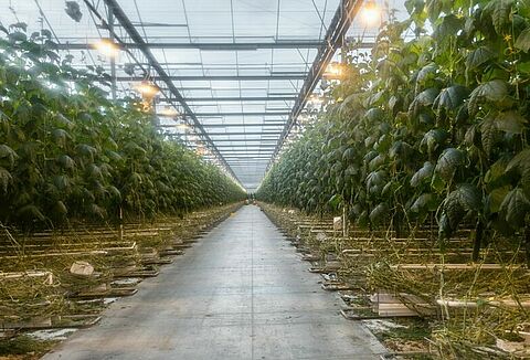 Ievērojami vājāka Pythium ietekme