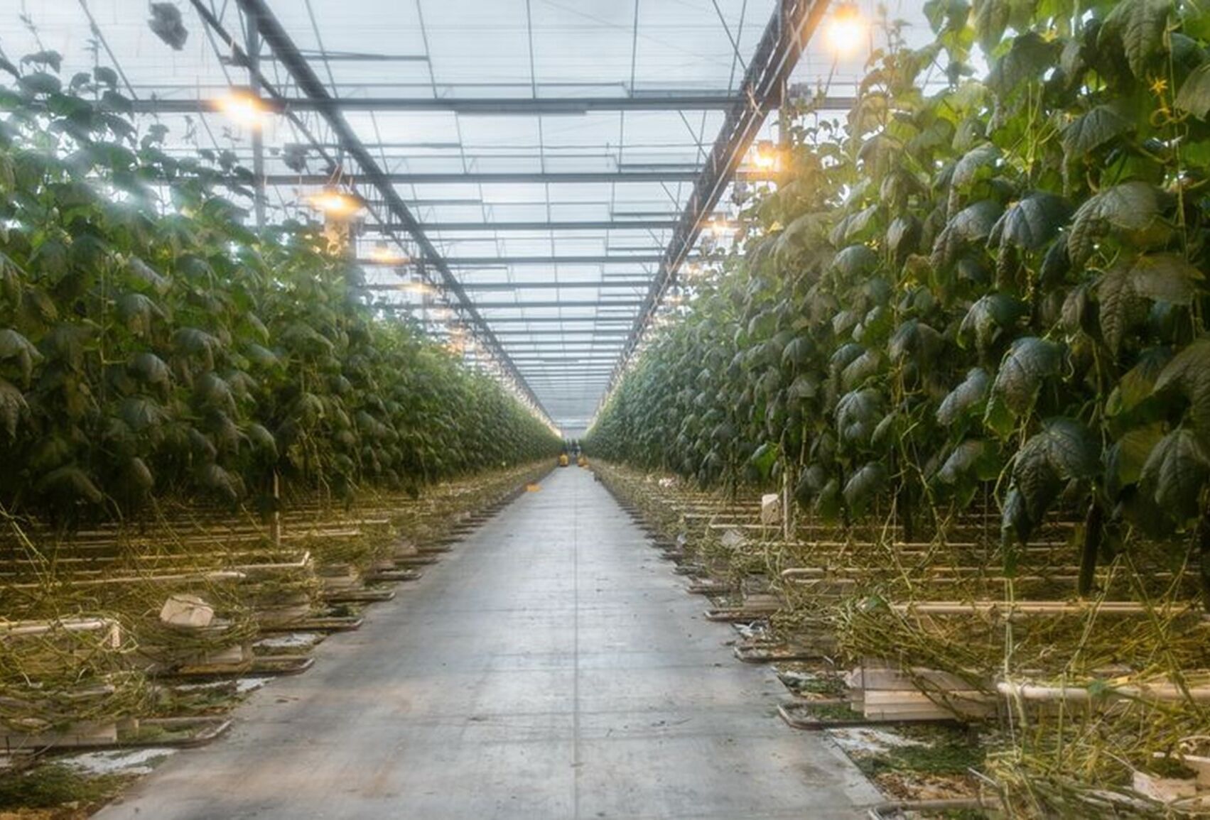 Ievērojami vājāka Pythium ietekme