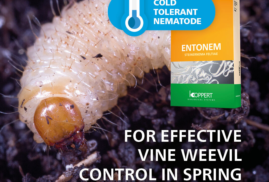 Extended season for nematode biocontrol with Entonem