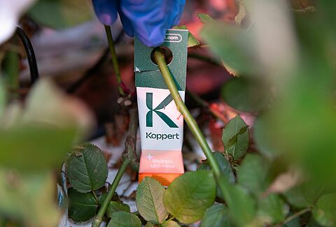 The Swirski-Mite Revolution: A Game-Changer in Pest Control