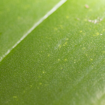 Bryobia spp.