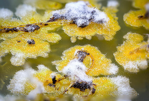 Trianum: Not a picky fungus