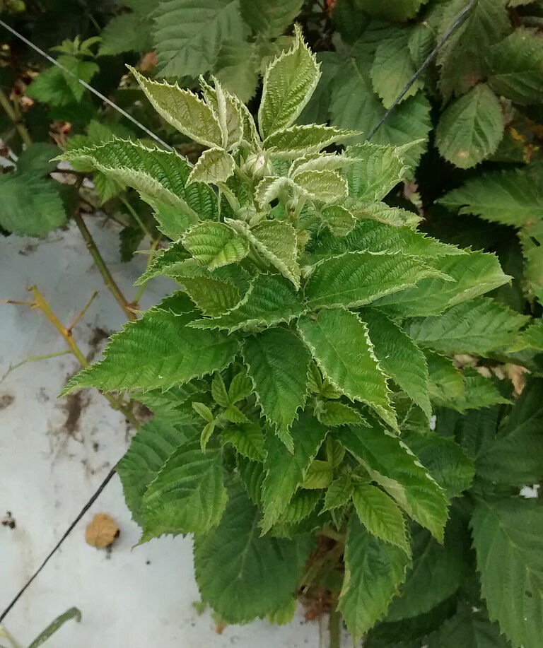Blackberry damage caused by Broad mite Polyphagotarsonemus latus