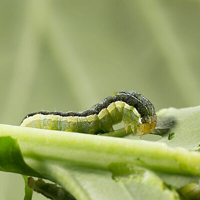 Cabbage moth Mamestra brassicae Larva