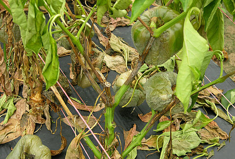 Pepper damage caused by Stem and fruit rot of Capsicum Phytophthora capsici