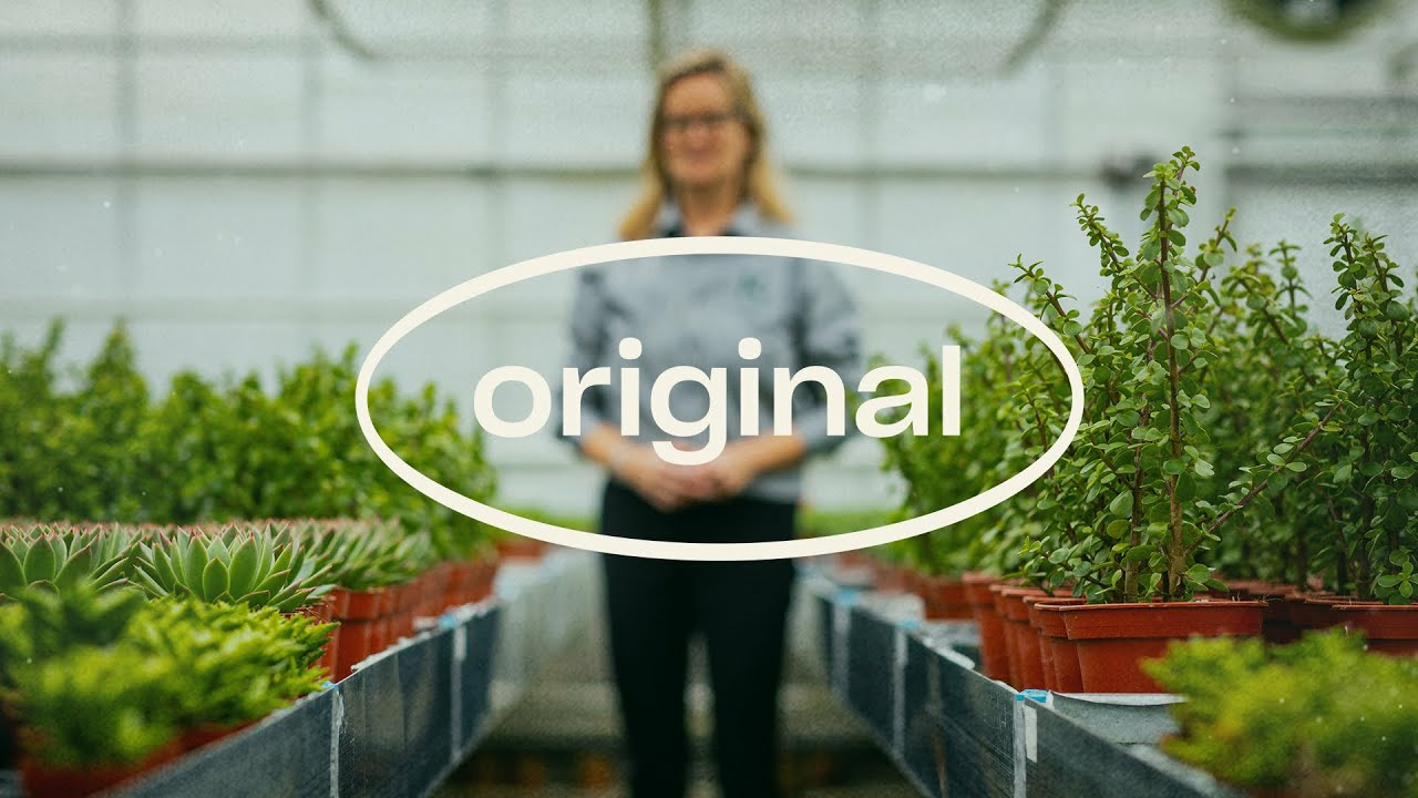 Original story Rianne Lek EN