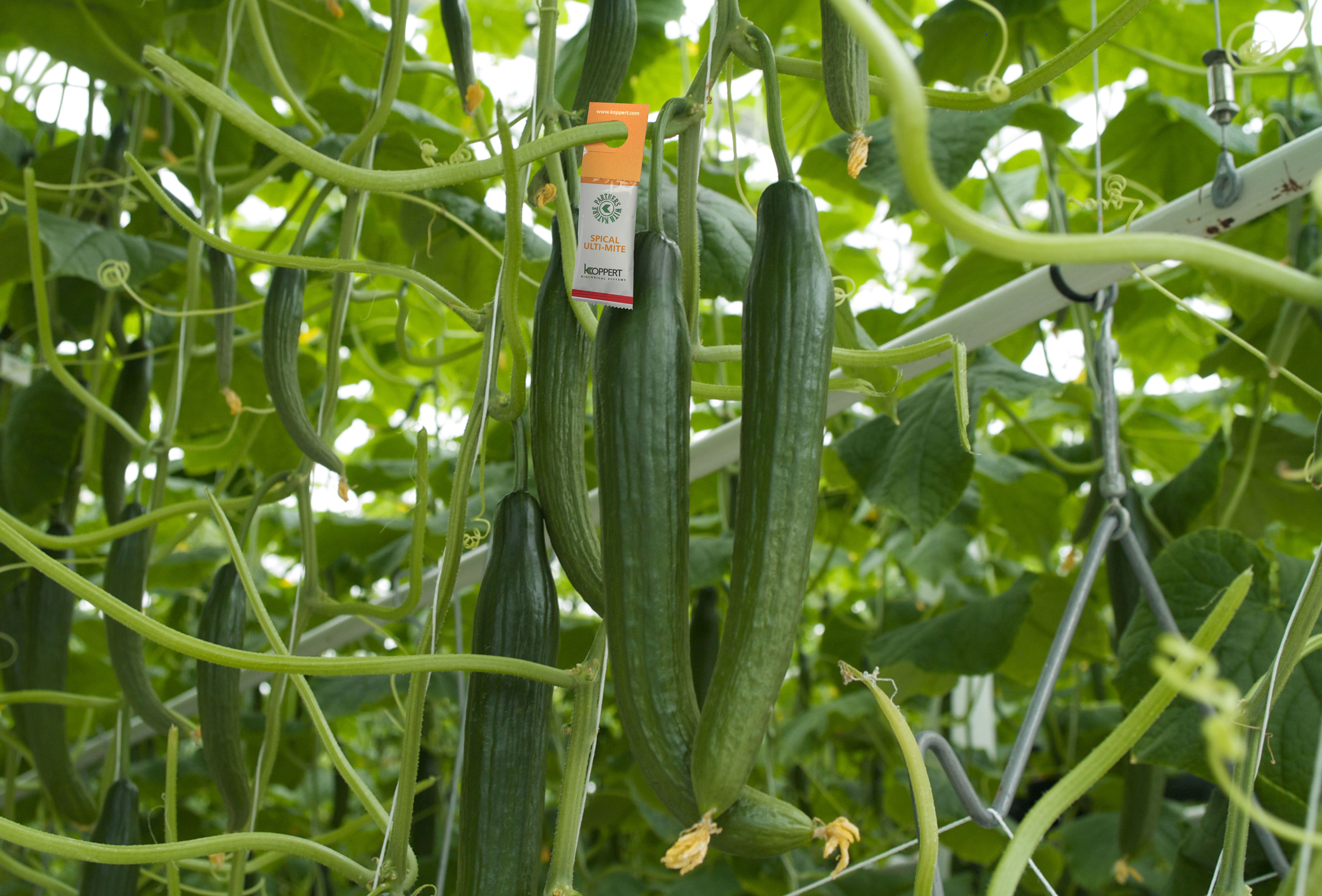 Spical Ulti-mite успешно применяется на рынке биозащиты