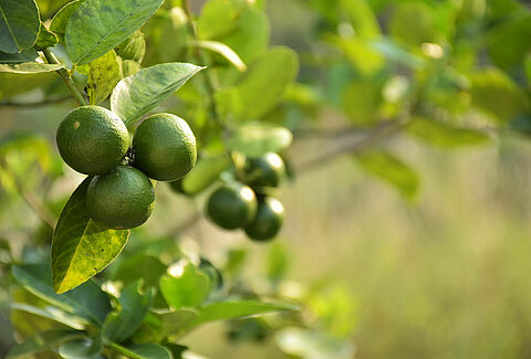 Lime