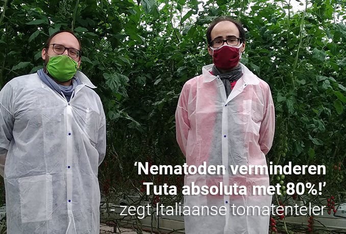 Nematoden verminderen de Tuta-larven aanzienlijk