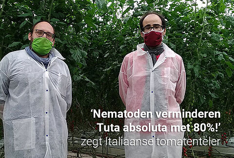Nematoden verminderen de Tuta-larven aanzienlijk